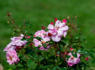 Marchenland Shrub Pink rose flowers on the background of green grass. Selective focus.