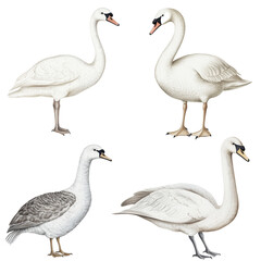 Obraz premium Vintage Botanical Illustration of Elegant Swan Bird in Precise Watercolor on Isolate Background, Png