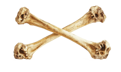 fresh crossed bones on transparent background