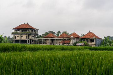 Rice Paddy Field with Hotel or villa, home in distance in Ubud, Bali, Indonesia as seen from Kajeng Rice Field walk. One field recently harvested.