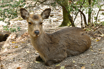 A deer sits calmly in the forest