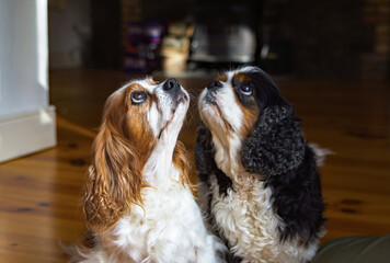 A pair of King Charles Cavalier spaniel dogs. Loving pet purebred breed. Selective focus on the...