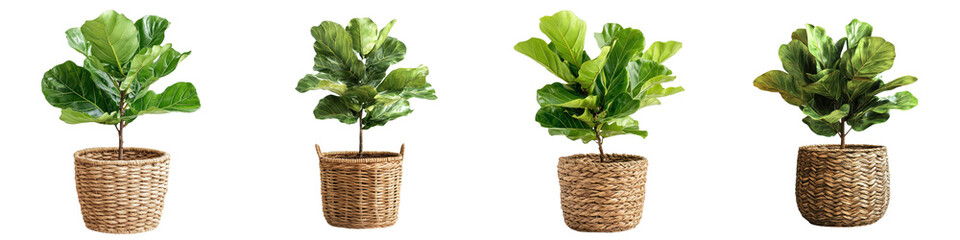 Naklejka premium Lush green potted plants in beautifully woven baskets add a touch of natural elegance and tranquility to any indoor space These thriving houseplants create a calming