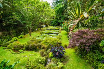 A view across giant waterlily pads in a pond in Furnas on the island of San Miguel in the Azores in summertime