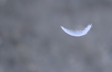 feather of a bird on a background of the spring landscape