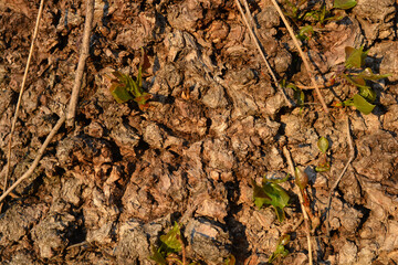 Unusual beautiful nature, early spring. Stems of raspberry bushes, raspberries with new green leaves against the background of warm sunlight.