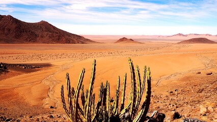Namibian cactus