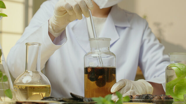 The scientist is using a glass rod to stir the soapberry solution contained in a cork bottle, surrounded by herbs such as honey locusts and soapberries scattered outside along with other solutions.