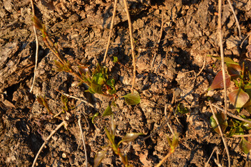 Unusual beautiful nature, early spring. Stems of raspberry bushes, raspberries with new green leaves against the background of warm sunlight.