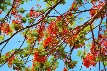 Bright red flowers with tree branches on a blue sky background on a clear sunny day. Flora plants flowers floristry.