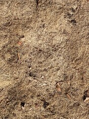 Dry grassland top view, autumn background, cereal, fall season brown texture