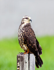 An eagle (Latin Aquila) of brown color with a beautiful spotted breast sitting on a tree trunk. Birds, ornithology, ecology.