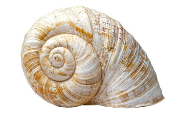 Close-up of a detailed spiral seashell with natural colors, showcasing beautiful textures and intricate patterns, perfect for nature-themed designs.