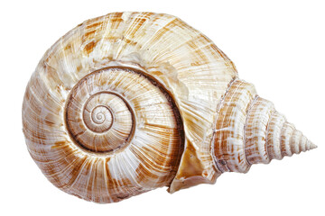 Close-up of a beautiful spiral seashell with intricate patterns and natural colors, showcasing nature's artistry.