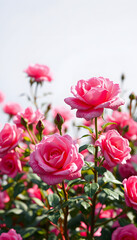 Fototapeta premium pink rose flower garden in full bloom isolated with white highlights, png