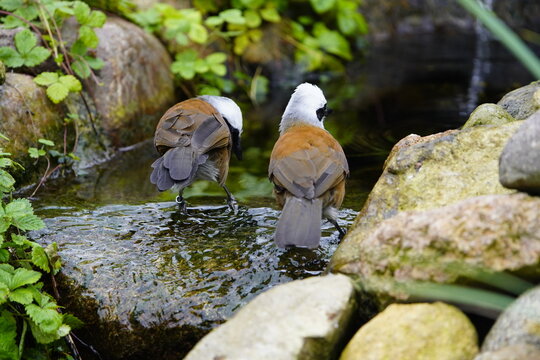 The white-crested laughingthrush (Garrulax leucolophus) is a member of the family Leiothrichidae. Vogelpark Walsrode, Germany.