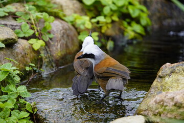 The white-crested laughingthrush (Garrulax leucolophus) is a member of the family Leiothrichidae. Vogelpark Walsrode, Germany.