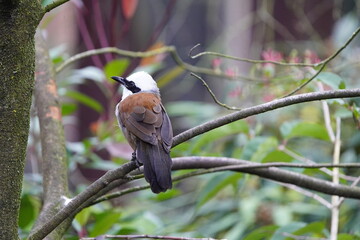 The white-crested laughingthrush (Garrulax leucolophus) is a member of the family Leiothrichidae. Vogelpark Walsrode, Germany.