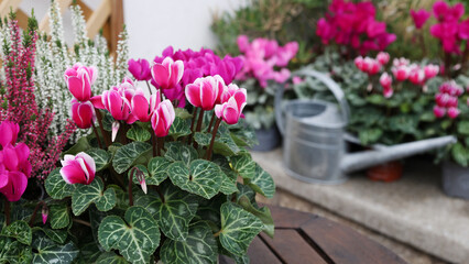Autumn flowers of cyclamen in pot in the garden.  Water can on background with copy space.