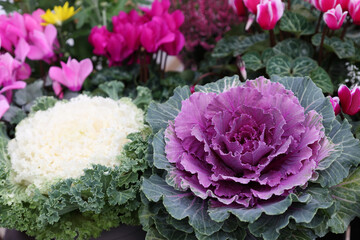 White and pink ornamental cabbages with autumn flowers in the garden. 