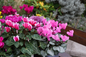 Different kind of cyclamen flowers growing in pot close up. Autumn garden on blurred background.