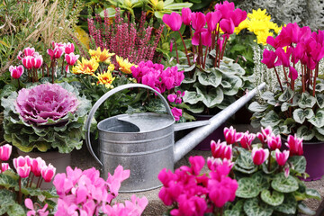Autumn flowers in pots in the garden. Transplanting flowers into pots. Cyclamen, ornamental cabbage, heather, chrysanthemums,  watering can. Autumn garden decoration work. 
