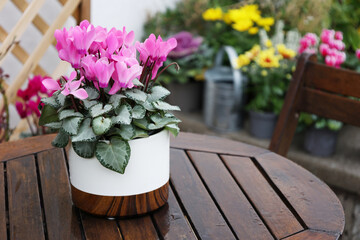 Clear pink cyclamen flower potted in white pot on the wooden round table close up. Autumn flowers and watering can on background with copy space on the right. 