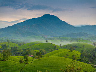 Fototapeta premium Aerial view of Long Coc tea hills, Phu Tho province, Vietnam. Beautiful green tea plantation in Vietnam. Nature background.