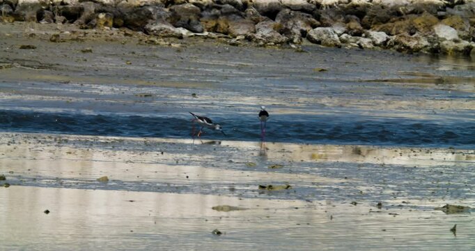 Two black-winged stilts feeding in bay at Sitra, Bahrain