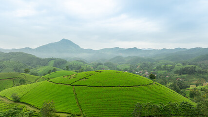 Obraz premium Aerial view of Long Coc tea hills, Phu Tho province, Vietnam. Beautiful green tea plantation in Vietnam. Nature background.