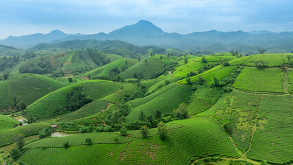 Aerial view of Long Coc tea hills, Phu Tho province, Vietnam. Beautiful green tea plantation in Vietnam. Nature background.