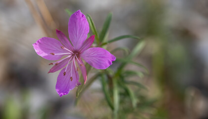 Pink flowers of the rare species Saponaria intermedia. Blurred natural background.