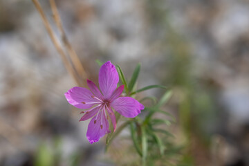 Pink flowers of the rare species Saponaria intermedia. Blurred natural background.