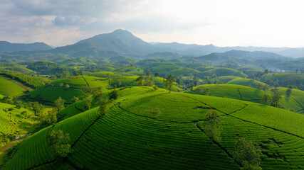 Aerial view of Long Coc tea hills, Phu Tho province, Vietnam. Beautiful green tea plantation in Vietnam. Nature background.