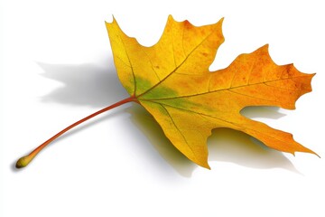 Vibrant golden maple leaf gracefully resting on a smooth surface, showcasing autumn hues