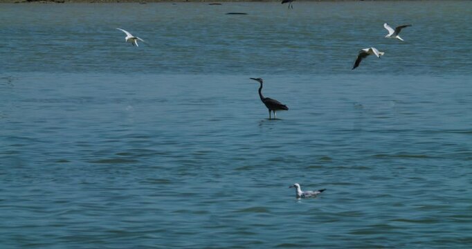 Seagulls and heron feeding in bay at Sitra, Bahrain