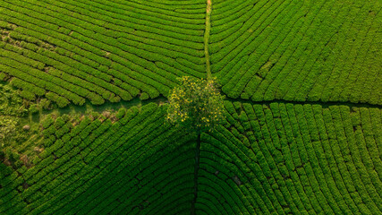 Aerial view of Long Coc tea hills, Phu Tho province, Vietnam. Beautiful green tea plantation in Vietnam. Nature background.