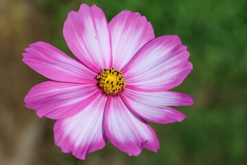 jolie fleur aux pétales lumineuses
