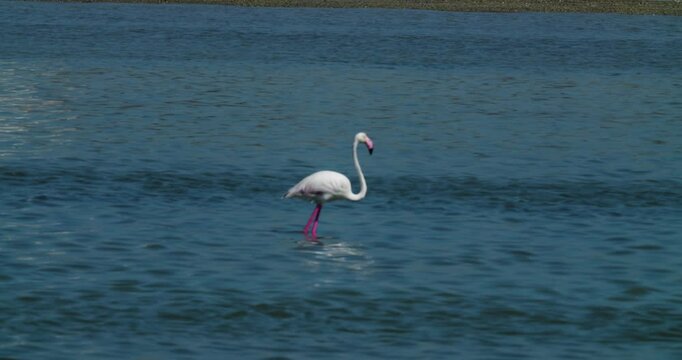 Flamingo feeding in bay at Sitra, Bahrain
