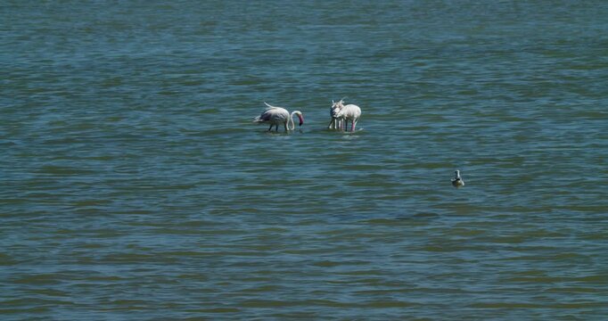 Three flamingos and seagull feeding in bay at Sitra, Bahrain