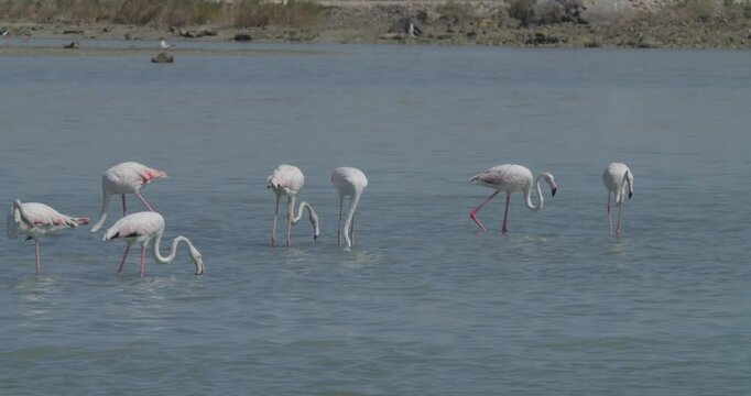 Group of wintering flamingos feeding in Sitra, Bahrain