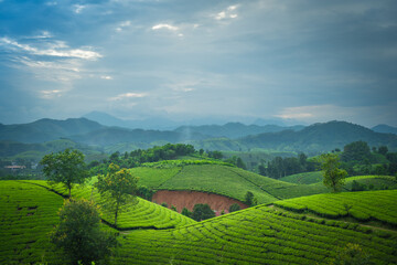 Fototapeta premium Aerial view of Long Coc tea hills, Phu Tho province, Vietnam. Beautiful green tea plantation in Vietnam. Nature background.