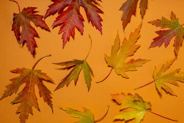 Autumn background with dry maple and oak leaves on brown background. Holiday sesonal concept