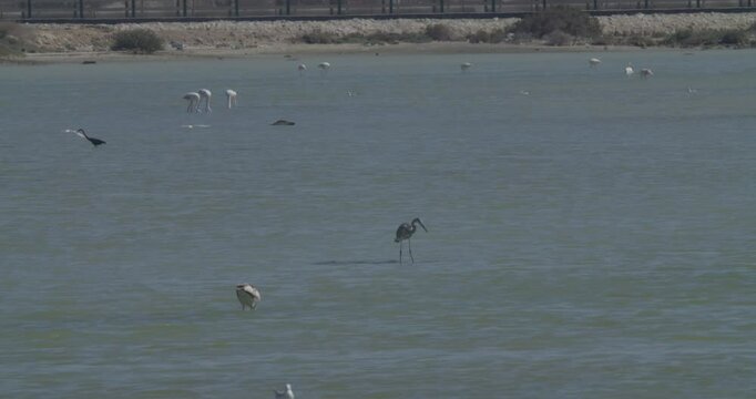 Group of wintering marine birds in Sitra, Bahrain