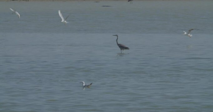 Wintering heron and seagulls in bay water in Sitra, Bahrain