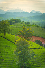 Obraz premium Aerial view of Long Coc tea hills, Phu Tho province, Vietnam. Beautiful green tea plantation in Vietnam. Nature background.