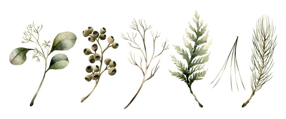 Coniferous and Seeded Eucalyptus branches. Watercolor floral isolated illustration for Christmas winter design, cards © Leyla