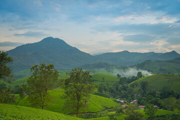 Naklejka premium Aerial view of Long Coc tea hills, Phu Tho province, Vietnam. Beautiful green tea plantation in Vietnam. Nature background.