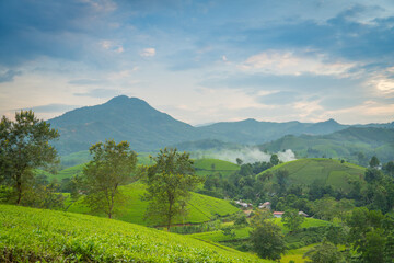 Obraz premium Aerial view of Long Coc tea hills, Phu Tho province, Vietnam. Beautiful green tea plantation in Vietnam. Nature background.