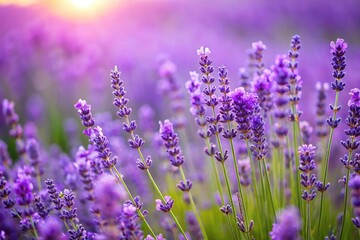 A field of lavender flowers swaying gently in the breeze, countryside, fields, scenery